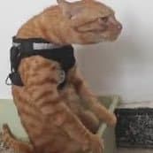 Bappo